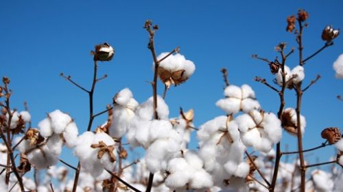 精心培育生機天然好棉,c a帶來環(huán)保時尚新主張