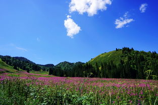 柯坪縣人民政府與新疆生態(tài)環(huán)境保護(hù)工作