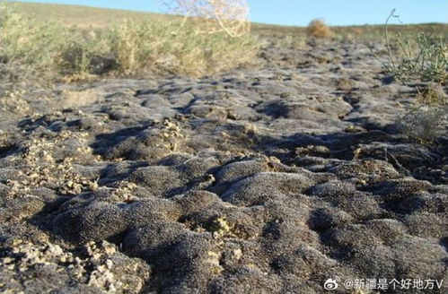 7月7日上海早新聞聚焦新疆環保新舉措 守護綠洲，共建美麗中國